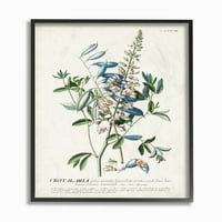 Stupell Industries Botanički biljni ilustracijski cvjetovi i ostavlja vintage dizajn uokvirena zidna umjetnost